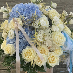 PÉONI Sky Blue - Premium Box